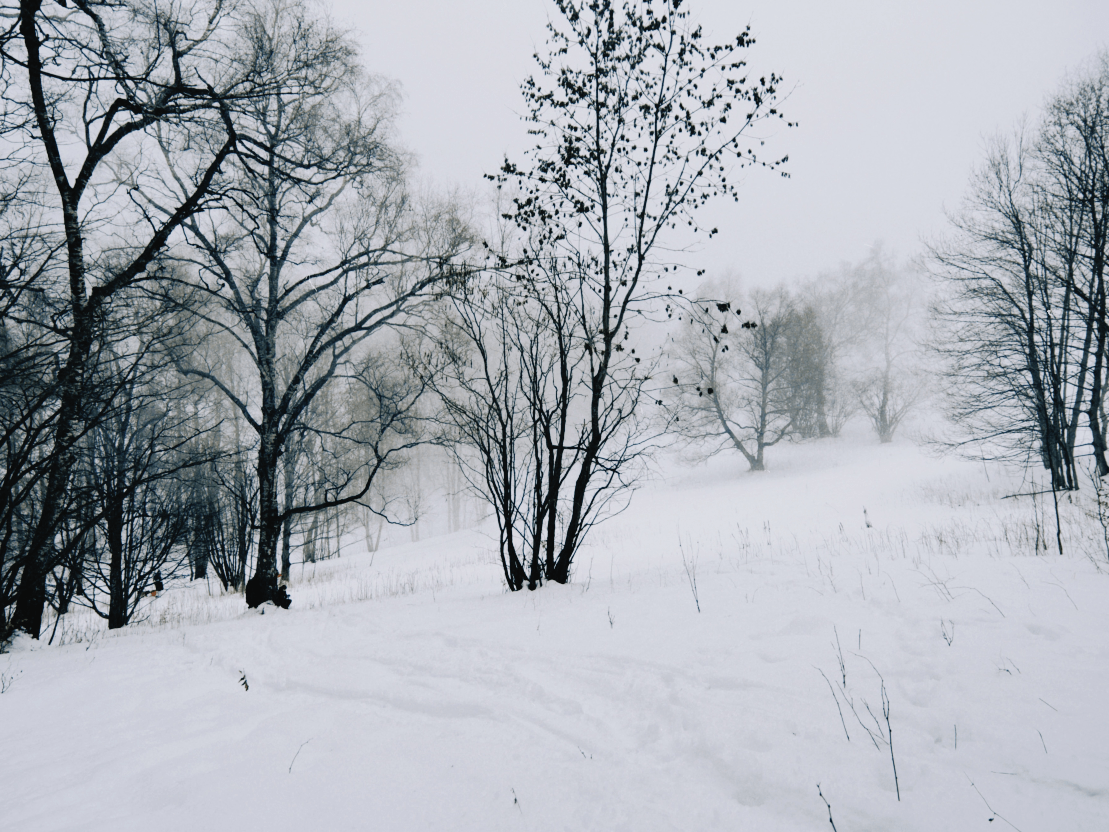 Dry trees amidst knee-high snow. The sky is very foggy.